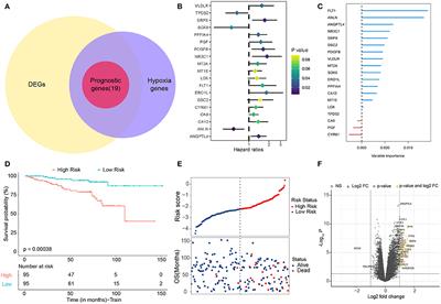 Development and Validation of a Novel Hypoxia Score for Predicting Prognosis and Immune Microenvironment in Rectal Cancer